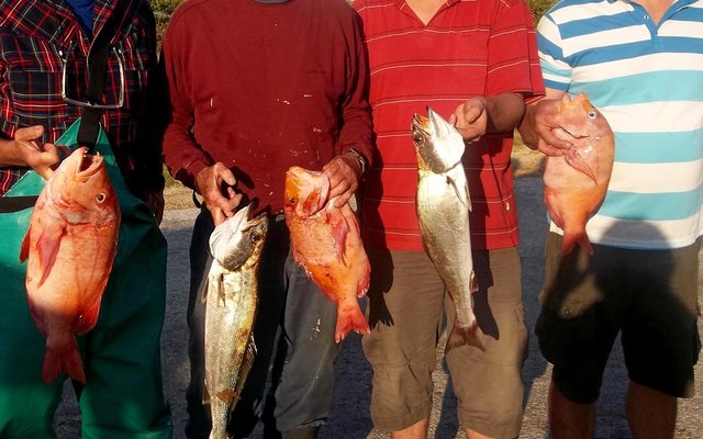 Gansbaai Seemeeu Hengelrubriek Probleme